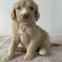 Cockapoo