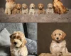 Cockapoo