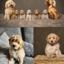 Cockapoo