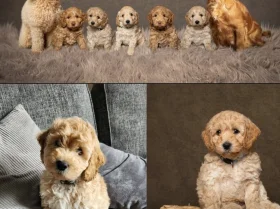 Cockapoo