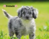 Cockapoo