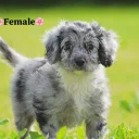 Cockapoo