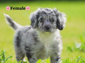 Cockapoo
