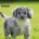 Cockapoo