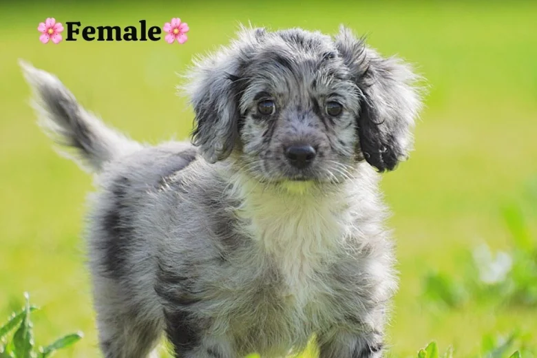 Cockapoo