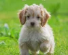 Cockapoo