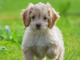 Cockapoo