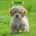 Cockapoo