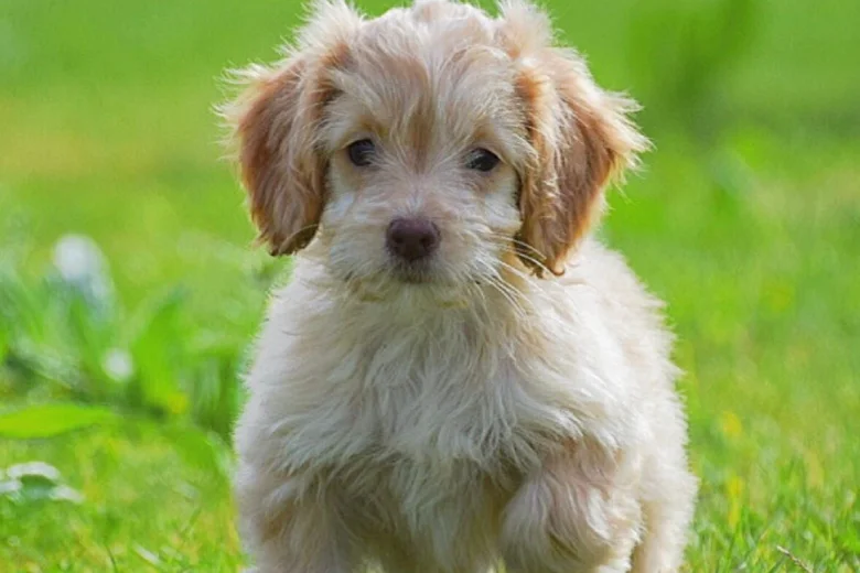 Cockapoo