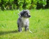 Cockapoo