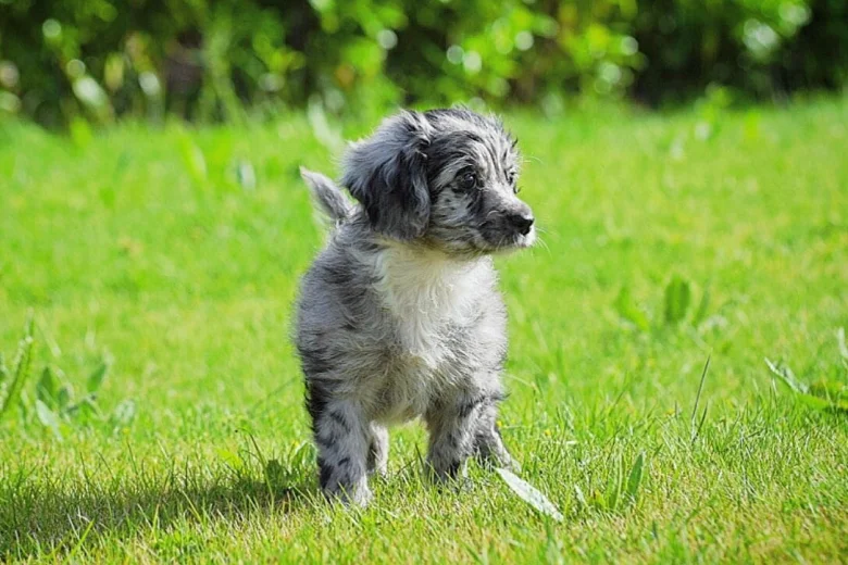 Cockapoo