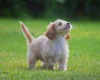 Cockapoo
