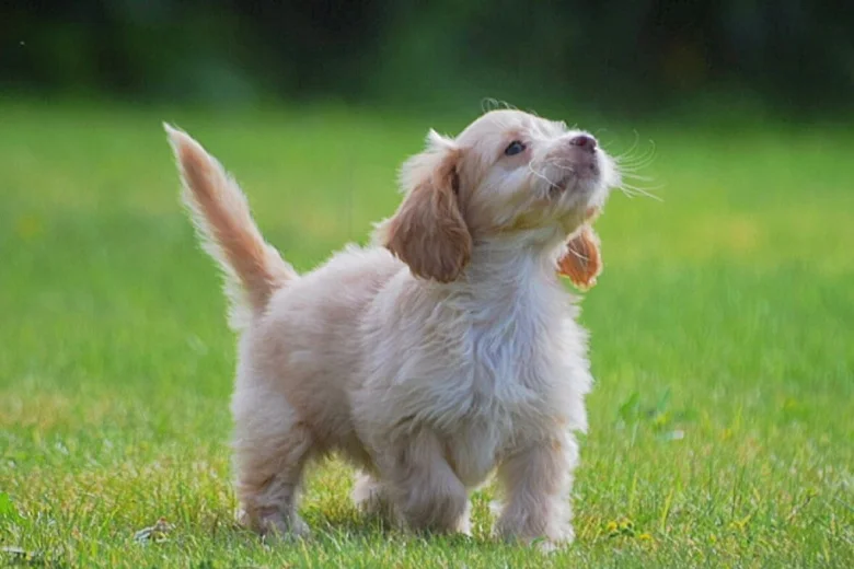 Cockapoo