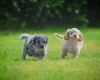 Cockapoo