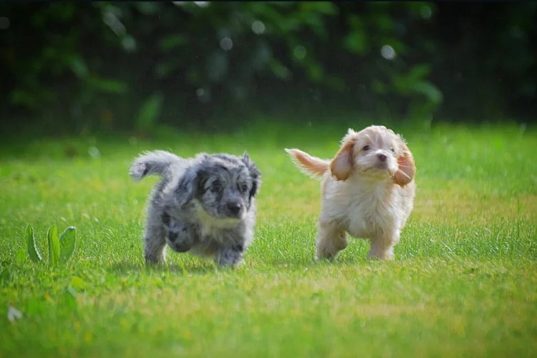 Cockapoo