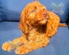 Cockapoo