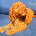 Cockapoo