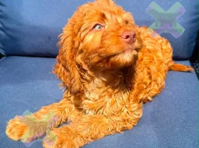 Cockapoo