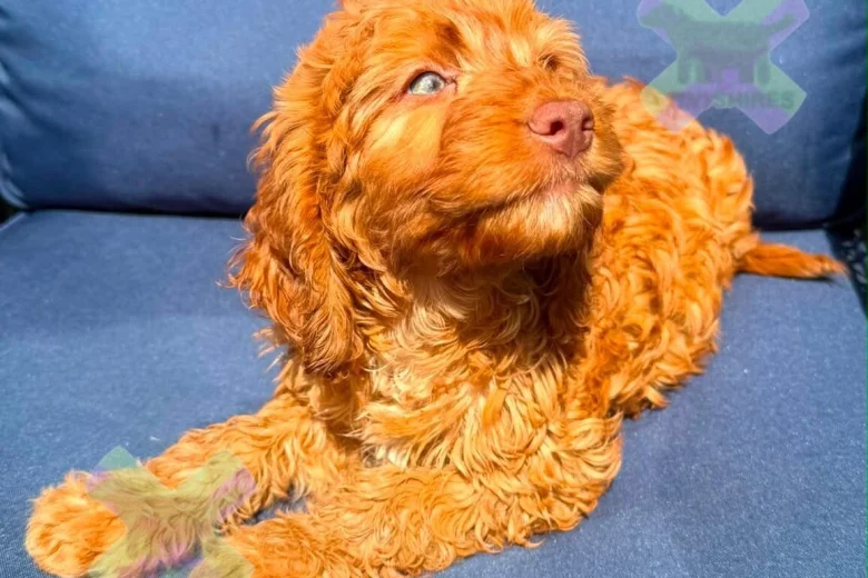 Cockapoo