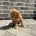 Cockapoo