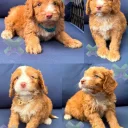 Cockapoo