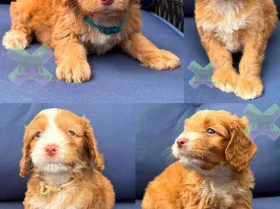 Cockapoo
