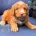 Cockapoo