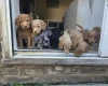Cockapoo
