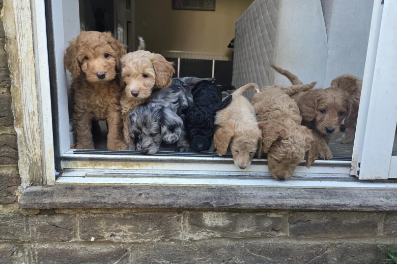 Cockapoo