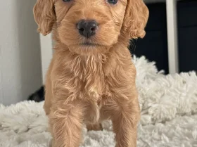 Cockapoo
