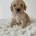 Cockapoo