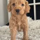 Cockapoo