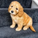 Cockapoo