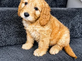 Cockapoo