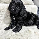 Cockapoo