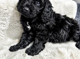 Cockapoo