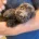Cockapoo