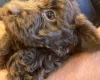 Cockapoo
