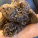 Cockapoo