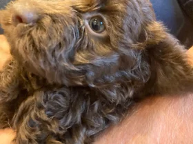 Cockapoo