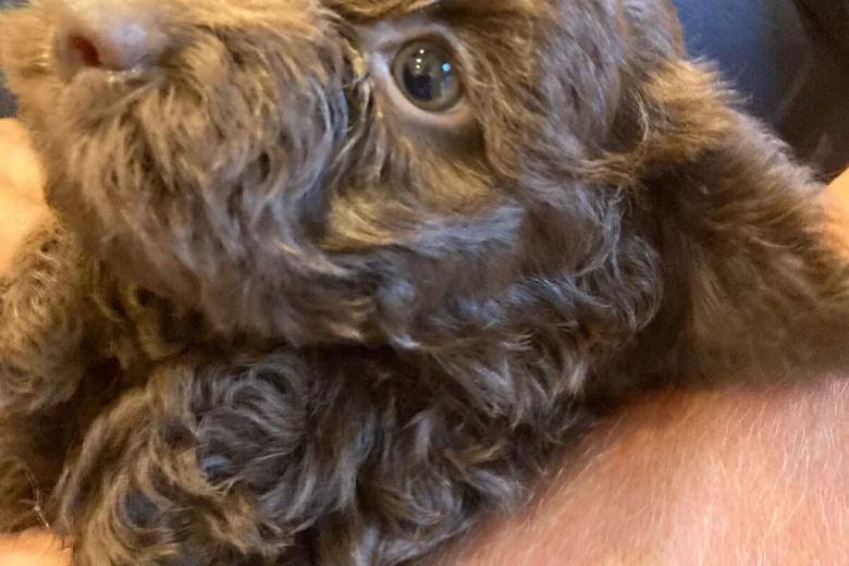 Cockapoo