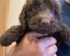 Cockapoo