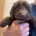 Cockapoo