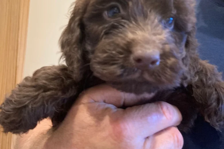 Cockapoo