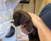 Cockapoo