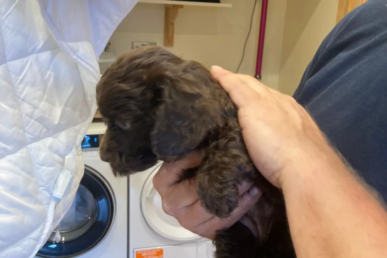 Cockapoo
