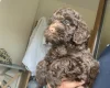 Cockapoo
