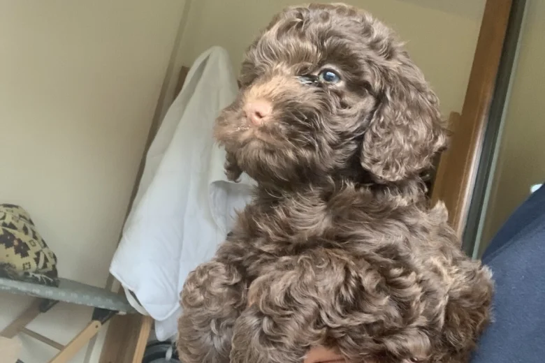 Cockapoo