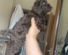 Cockapoo