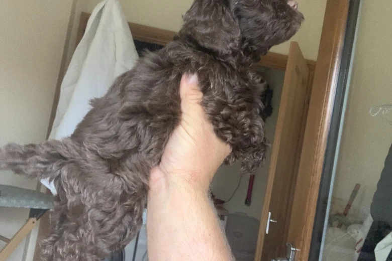 Cockapoo